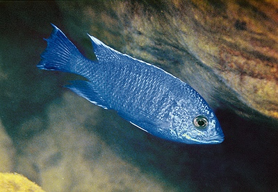 Copadichromis sp. 'yellow jumbo' Gome